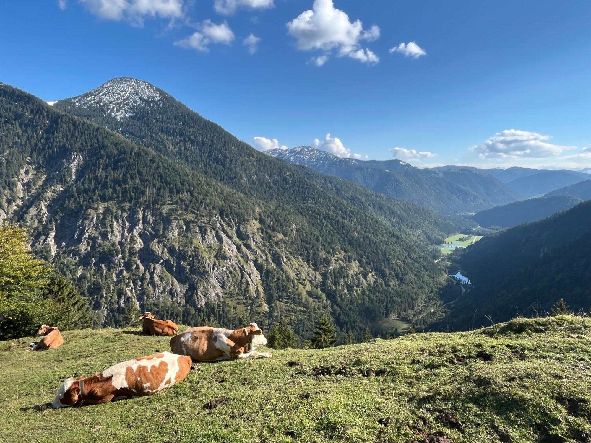 Landhaus Renata - Wendelstein Bayrischzell Exteriör bild